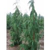 Cyp�i�ek nutkajsk� 'Glauca Pendula' (Balen� kontejner C15, Tvar v��ka 60-100 cm)