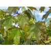 Javor ml��n� �Rubrum� (Balen� kontejner C20, Tvar km�nek, v��ka 140-160cm)