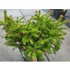 Picea abies 'Ohlendorffii' (2)