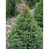 pyramidalis