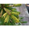Picea abies 'Acrocona Golden' (3)