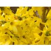 Forsythia Mikador (1)