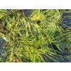 Pinus densiflora 'Golden Ghost' (1)