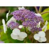 hydrangea aspera goldrush2 750x750