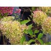 hortenzie latnat� 2