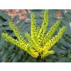 Mahónie střední 'Winter Sun'  Mahonia media 'Winter Sun'