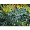 Mahónie střední 'Winter Sun'  Mahonia media 'Winter Sun'
