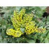 Mahónie střední 'Winter Sun'  Mahonia media 'Winter Sun'