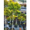 Pinus mugo 'Starkl' (1)