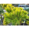 Pinus mugo 'Starkl' (2)