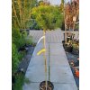 Pinus uncinata 'Orange Sebastian' (4)