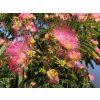 5d4d4a351156c albiziz julibrissin rosea