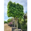 Parrotie persk� (Balen� kontejner, Tvar v��ka 600cm)