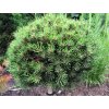 Borovice blatka 'Ježek'  Pinus uncinata 'Ježek'