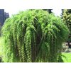 repens