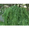 mod��n pendula