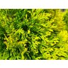 Thuja occidentalis 'Golden Smaragd' (1)