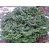 Jedle balzámová 'Nana'  Abies balsamea 'Nana'
