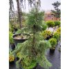 Abies concolor 'Gable�s Weeping' (3)