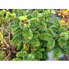 Abies koreanna Piccolo (3)