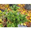 Abies koreanna Piccolo (1)