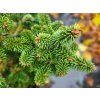 Abies koreanna Piccolo (2)