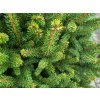 Picea abies 'Remontii' (2)