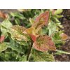 Photinia Pink crispy