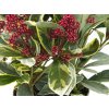 Skimmia japonica Perosa (3)