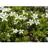 Písečnice čtyřplátečná - Arenaria tetraquetra