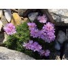 Trávnička trsnatá 'Brookside' - Armeria juniperifolia 'Brookside'