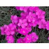 96998 hvozdik babi lom dianthus babi lom
