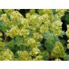 Kontryhel erythropoda - Alchemilla erythropoda