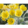 Prvosenka jarní 'Cabrillo Yellow' - Primula veris 'Cabrillo Yellow'