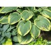Bohyška 'Earth Angel' - Hosta 'Earth Angel'