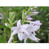 Bohyška 'Fragrant Bouquet' - Hosta 'Fragrant Bouquet'