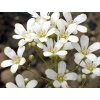 minutifolia