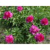 Pivo�ka l�ka�sk� �Anemoniflora�3
