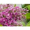 Syringa Saugeana (1)