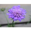 Hlaváč x hybr. 'Butterfly Blue' - Scabiosa x hybr. 'Butterfly Blue'  Scabiosa x hybr. 'Butterfly Blue'