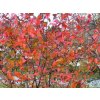 Černý jeřáb 'Autumn Magic'  Aronia melanocarpa 'Autumn Magic'