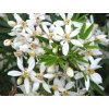 Choisie/mexický pomerančovník 'White Dazzler'