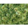 Picea glauca 'Blue Wonder' (1)