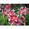 stargazer