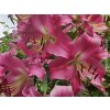 98159 lilie stargazer