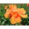 orange beauty