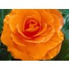 double orange