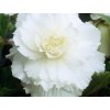 begonie white