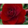 begonie red