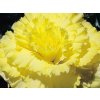 bagonie yellow